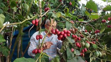 Güney Amerikalı Tamarillo Rize’yi sevdi