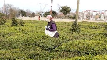 Doğu Karadeniz’de yaş çay sezonu hazırlıklarına başlandı