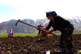 Şartlar zor olsa da onlar çalışmadan duramıyor: Karadenizli köylü kadınların hayatlarının çoğu tarlada geçiyor