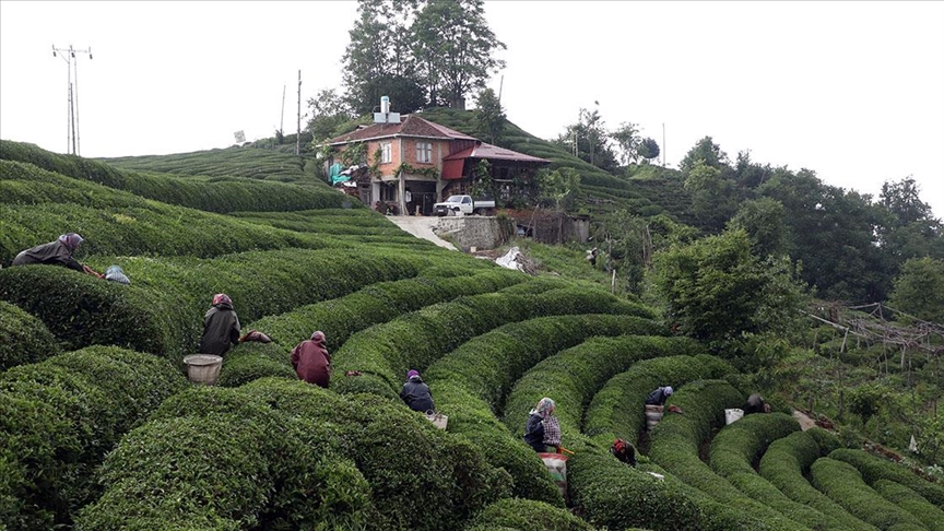 Rize’de örnek çay bahçeleri turizme katkı sağlıyor