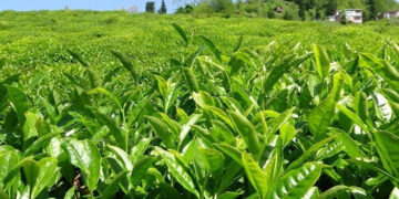 Çay Üreticileri Budama İşlemine Tepki Gösteriyor