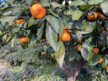 Çiftçiler yazın çay, kışın mandalina toplayarak geçimlerini sağlıyor