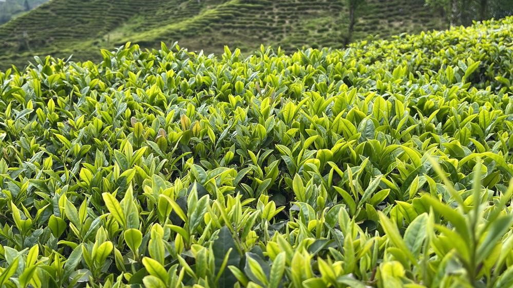 Doğu Karadeniz’de Çay Üreticileri Budama Hazırlıklarına Başladı