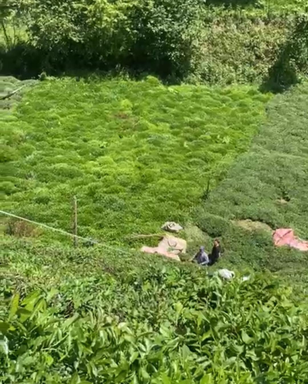 Rizeli Çay Üreticisinin Pratik Yöntemi: Çayını Yokuşları Aşarak Bahçeden Çıkardı