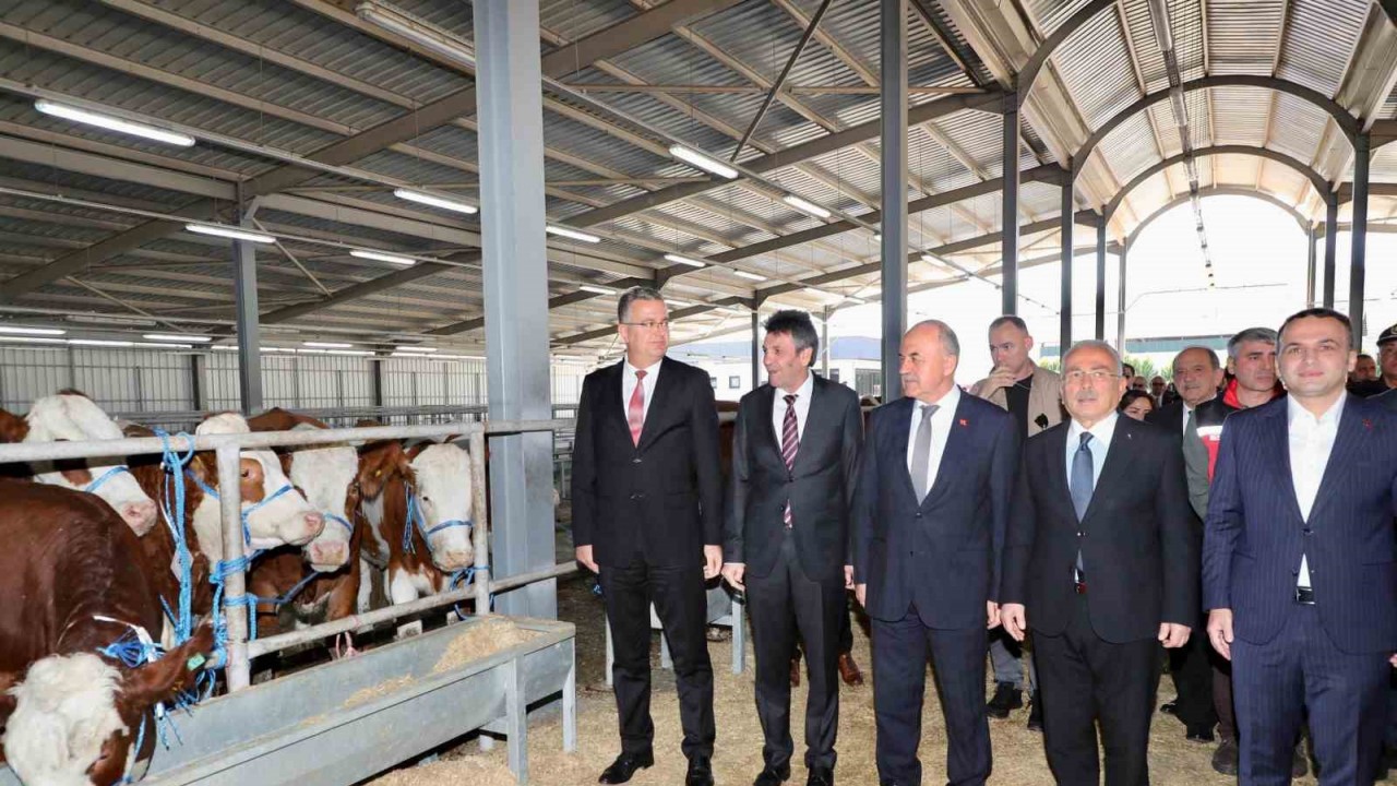 Ordu’da üreticilere gebe düve dağıtımı gerçekleştirildi