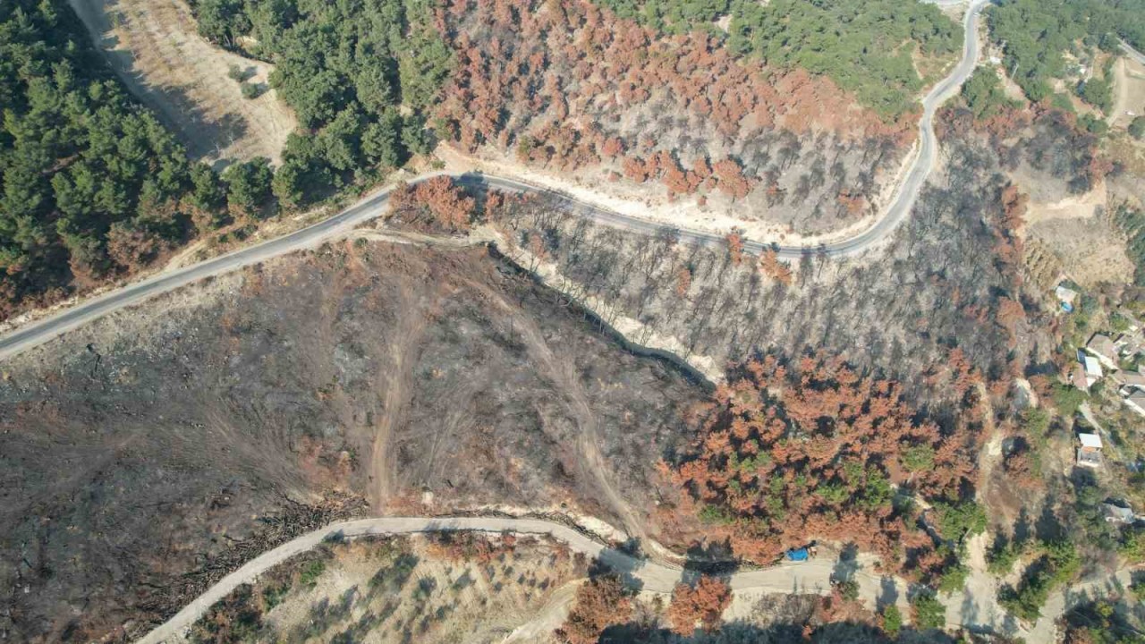 Yanan alanlar yeniden yeşillendiriliyor – Gazete Rize / Rize Haber / Son Dakika Rize Haberleri